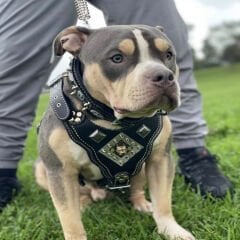Personalized - Custom Dog Collar Sets