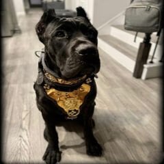 Personalized - Custom Dog Collar Sets